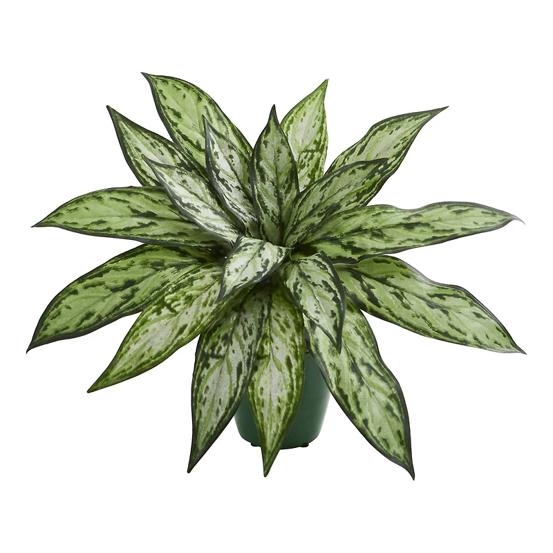 8" Potted Silver Queen Plant, 2ct.