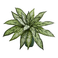 8" Potted Silver Queen Plant, 2ct.