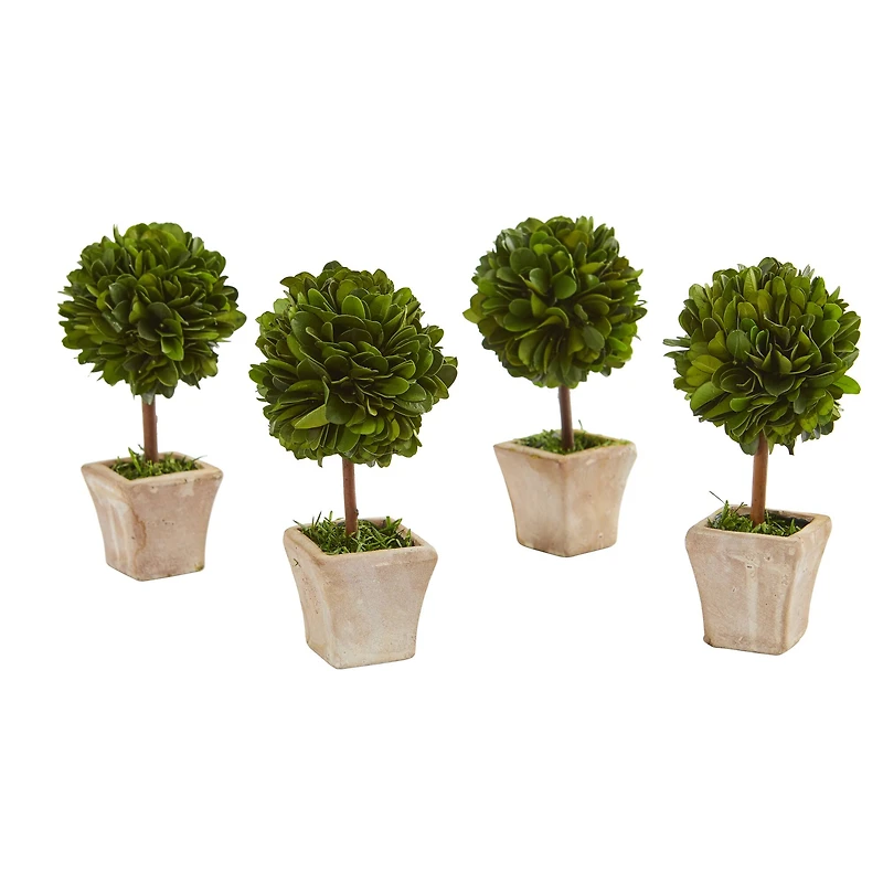 6" Boxwood Topiary Preserved Plant in Ceramic Planter, 4ct.