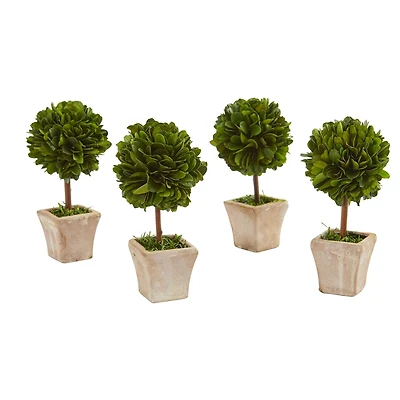 6" Boxwood Topiary Preserved Plant in Ceramic Planter, 4ct.