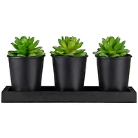 10" Potted Succulents with Wood Planter Set