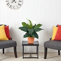 2ft. Peace Lily Plant in Terra Cotta Planter