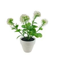 Assorted Micro Plant, 1pc. by Ashland®