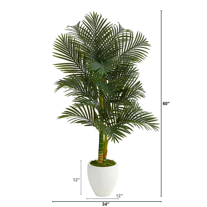 5ft. Paradise Palm Tree in White Planter