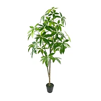5ft. Potted Green Money Plant Tree by Ashland®
