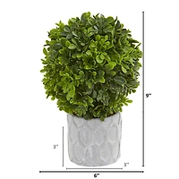 9" Potted Boxwood Mini Topiary, 3ct.