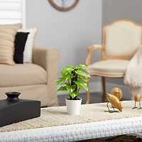 9" Pothos Plant in Decorative White Planter