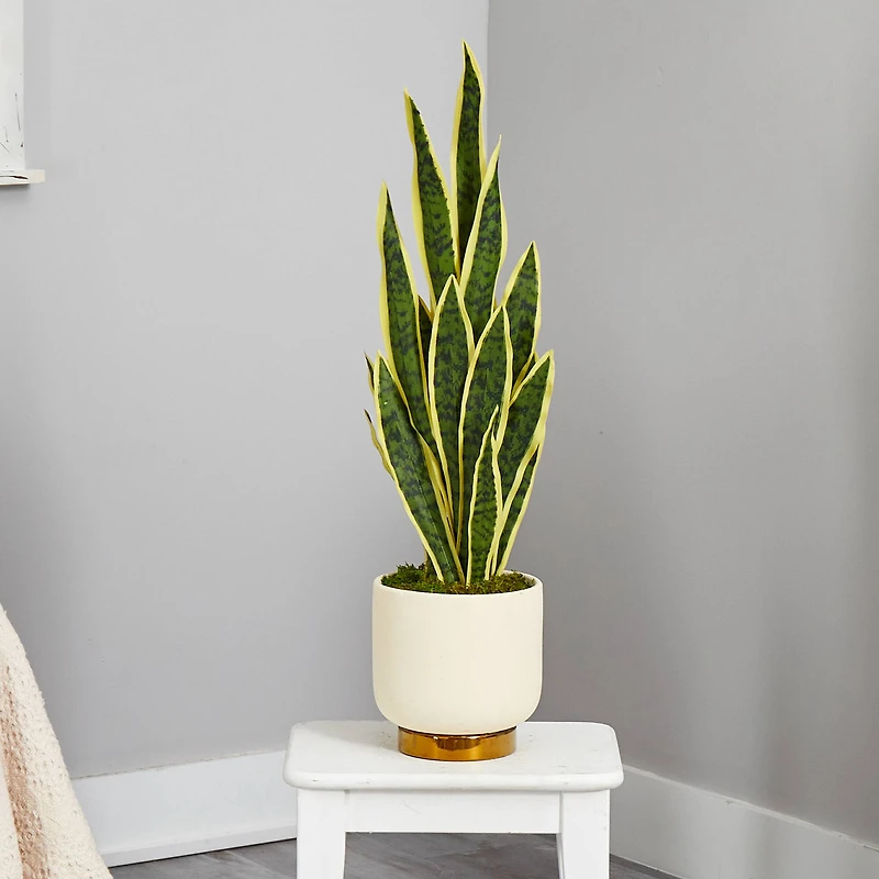 3ft. Snake Plant in Cream Planter with Gold Base