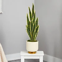 3ft. Snake Plant in Cream Planter with Gold Base