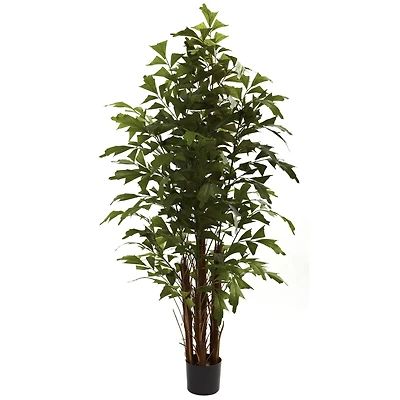 6ft. Potted Fishtail Palm Tree