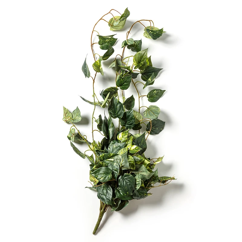 Hanging Pothos Bush by Ashland®