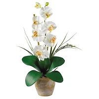 21" Moth Orchid Arrangement in Ceramic Planter