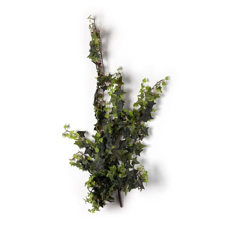11 Pack: Star Ivy Bush by Ashland®