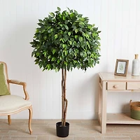 5.5ft. Potted Ficus Tree