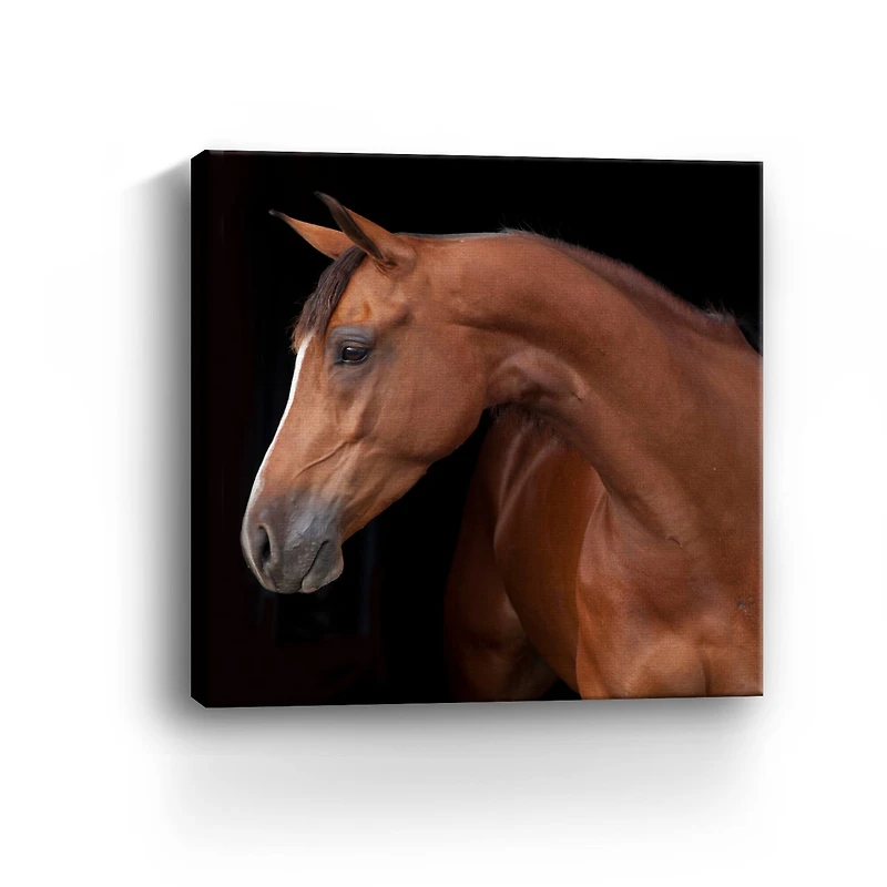 Lumaprints Jack the Horse Giclée Canvas