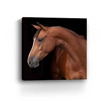 Lumaprints Jack the Horse Giclée Canvas