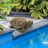 Design Toscano 9.5" Sprinkle the Turtle Piped Spitter Statue