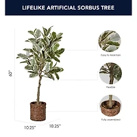 American Art Decor 5ft. Variegated Rubber Tree in Woven Basket