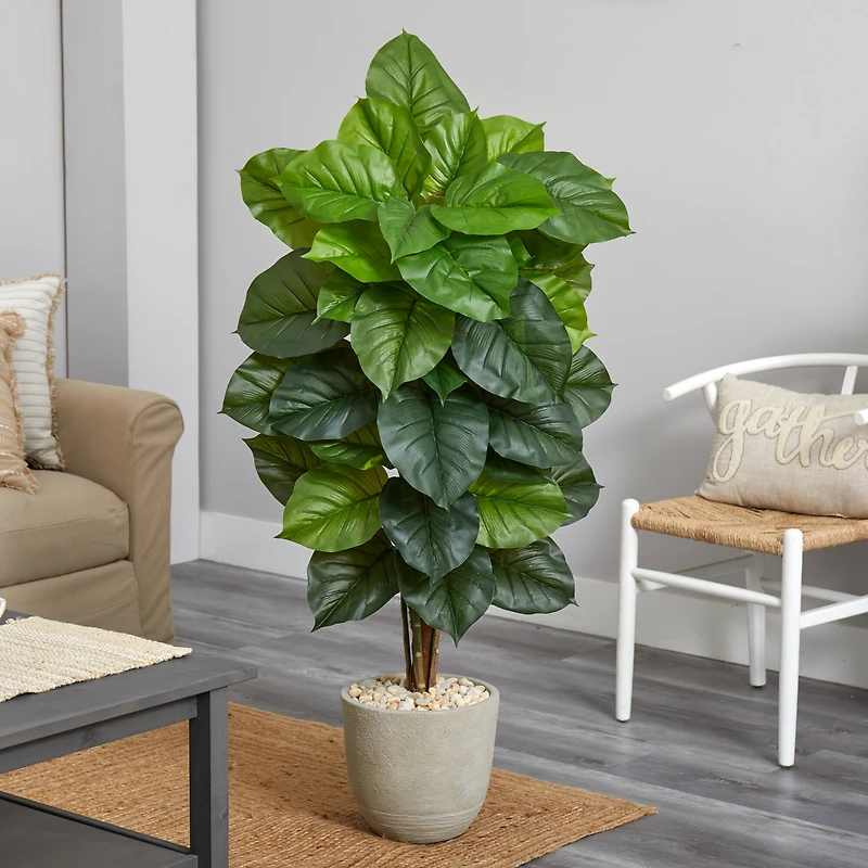 4.5ft. Philodendron in Sand Stone Planter