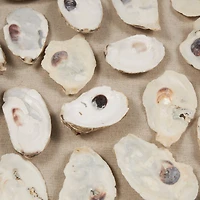 Cream Shell Wall Décor with Black Frame