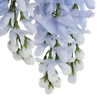Blue Wisteria Bush by Ashland®