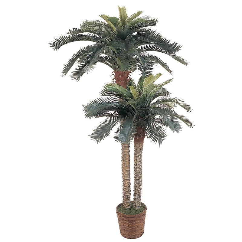 6ft. Sago Palm Double Tree in Wicker Basket Pot