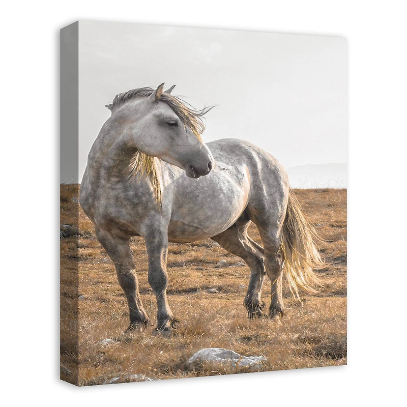 Horse In The Pasture 16" x 20" Canvas Wall Art