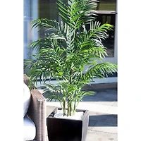 4.5ft. UV Resistant Areca Palm Tree with Black Wash Planter