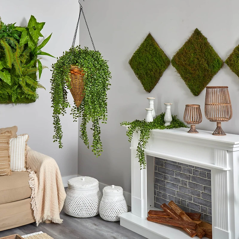 4ft. Honey Locust Plant in Hanging Cone Basket