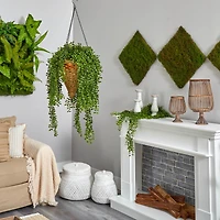 4ft. Honey Locust Plant in Hanging Cone Basket