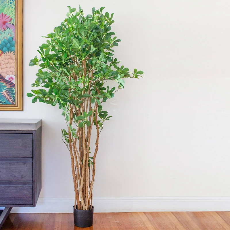 6ft. Potted Black Olive Tree