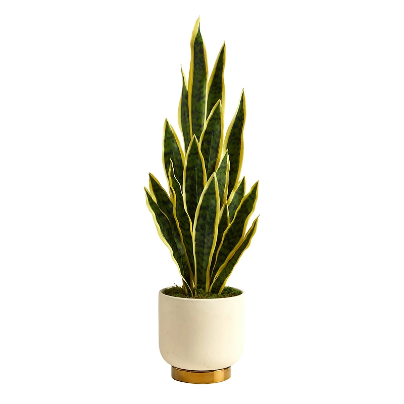 3ft. Snake Plant in Cream Planter with Gold Base