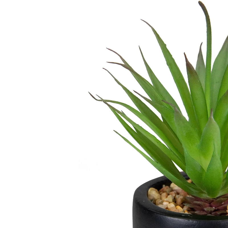 7" Green Sword Grass in Black Pot