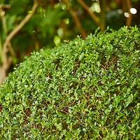 Glitzhome® 72ft. 200ct. LED Solar String Lights