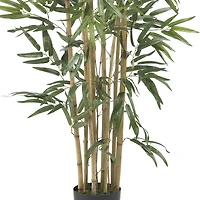 3ft. Potted Bambusa Bamboo Tree