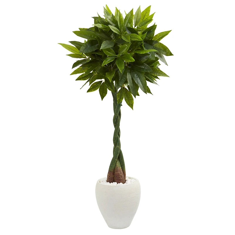 5ft. Money Tree in White Oval Planter