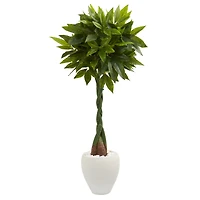 5ft. Money Tree in White Oval Planter