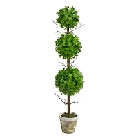 3ft. Potted Eucalyptus Triple Ball Topiary Tree