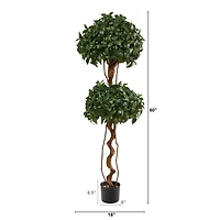 5ft. Bay Laurel Double Ball Topiary Tree