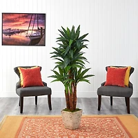 5ft. Dracaena Tree in Country White Planter