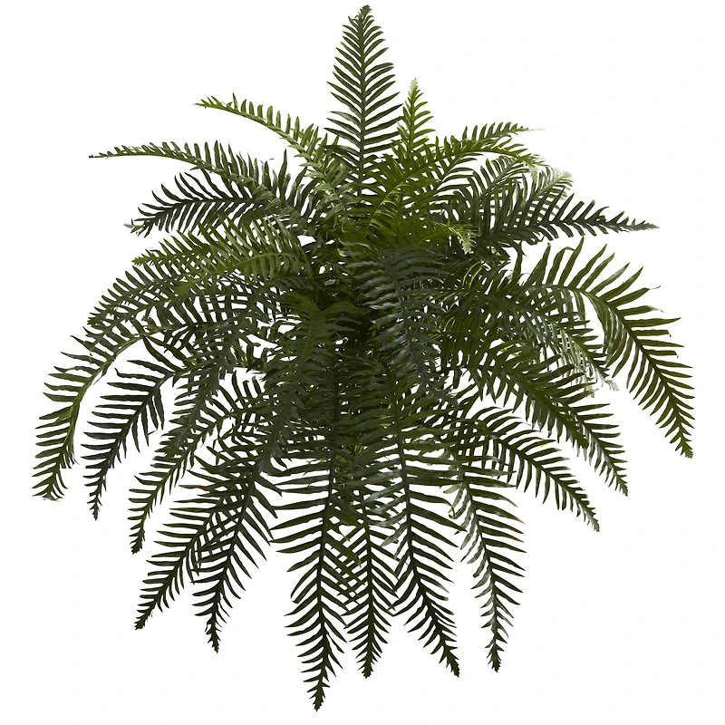 Green River Fern Plant, 2ct.