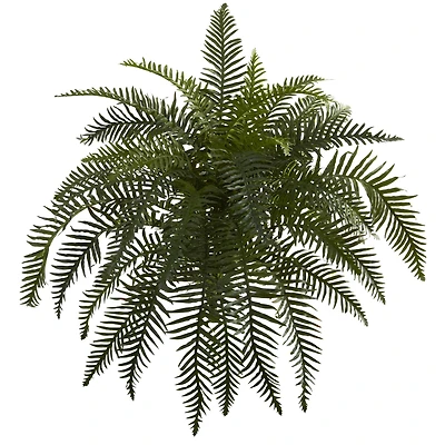 Green River Fern Plant, 2ct.