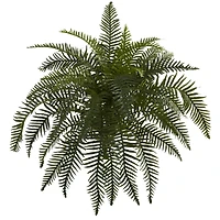Green River Fern Plant, 2ct.