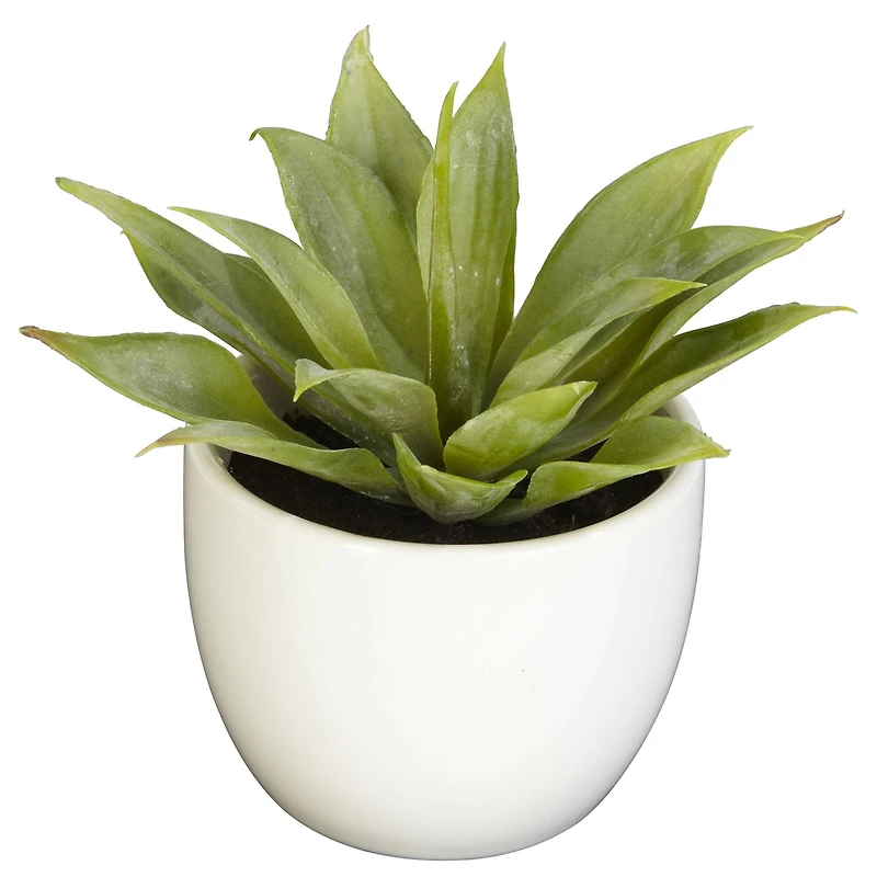 Potted Agave Plant Collection 3ct.