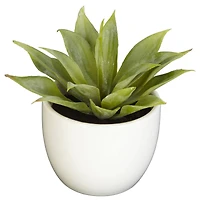 Potted Agave Plant Collection 3ct.