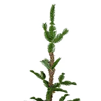 4ft. Unlit Ponderosa Pine Artificial Christmas Tree in Jute Base