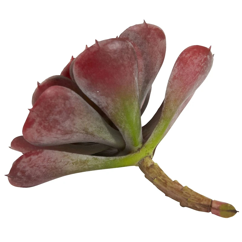 Burgundy Echeveria Succulent Pick, 12ct.