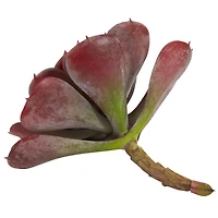 Burgundy Echeveria Succulent Pick, 12ct.