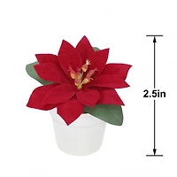 2.5" Premade Velvet Poinsettia in White Terracotta Pot by Ashland