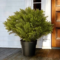 28" Globe Juniper Tree